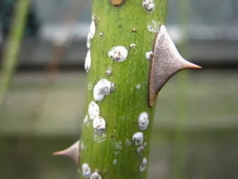 화분 깍지벌레 제거 면봉닦기 알코올희석 분무 재발방지 체크_31