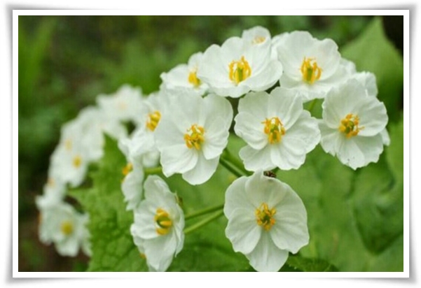 "산하엽" 비에 젖으면 투명해지는 숲 속의 보석 신기한 마법의 꽃!
