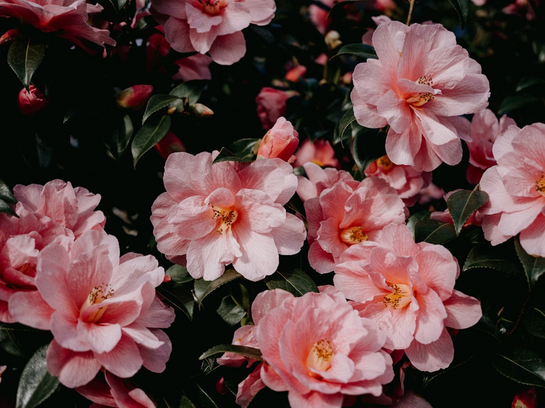 Camellia