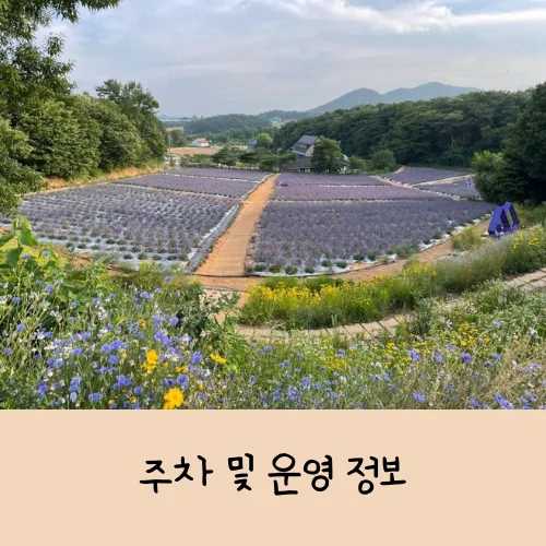 고창청농원 라벤더 축제