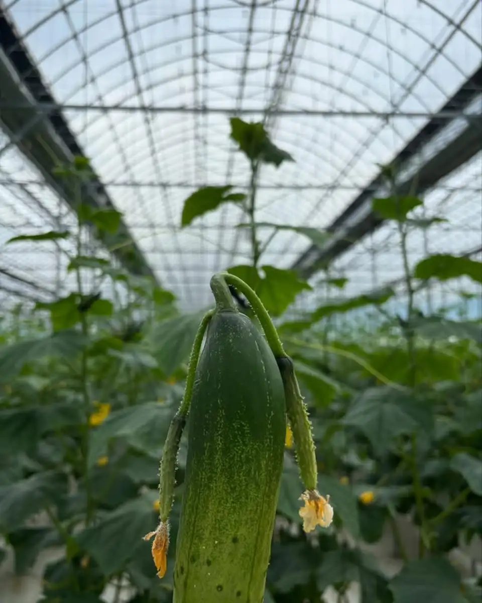 오이하리 오이