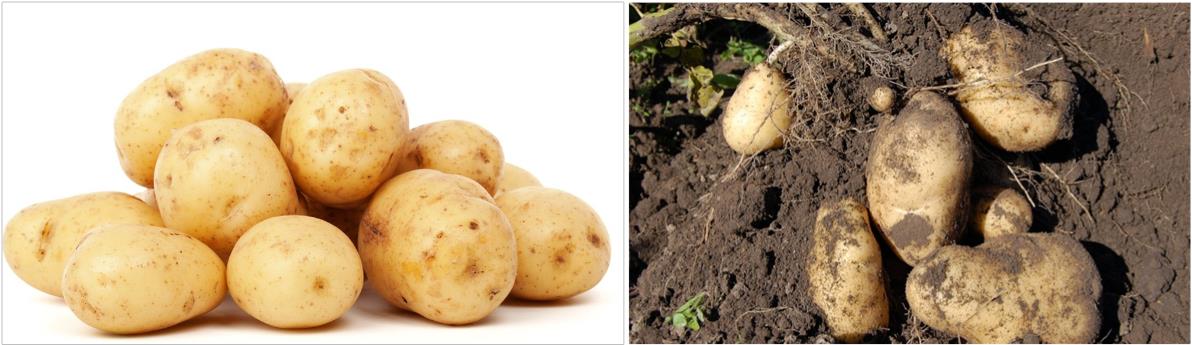 다양한-감자-사진들
