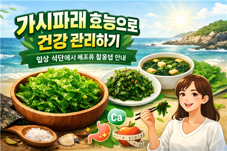 가시파래 효능