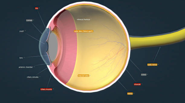 망막전막증&amp;#44; 시력이 갑자기 떨어진다면? 우리의 눈은 사물을 보고 생각을 돕기 위해 뇌로 전달합니다. 안구의 구조는 홍채&amp;#44; 각막&amp;#44; 동공&amp;#44; 수정체&amp;#44; 결막&amp;#44; 공막&amp;#44; 망막 등 다양한 이름으로 구성되어 있습니다. 눈에 불편함을 느낀다면 단순한 시력 저하뿐만 아니라 심하면 실명에 이를 수도 있기 때문에 빠른 조치가 필요합니다.