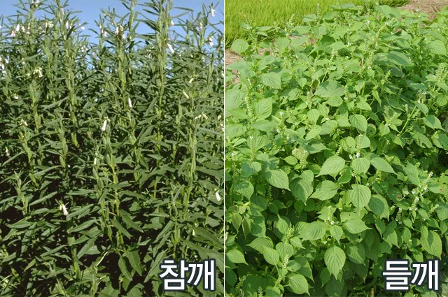 참깨 효능 파종 수확 보관 씻는 법까지 먹는 방법 총정리_7