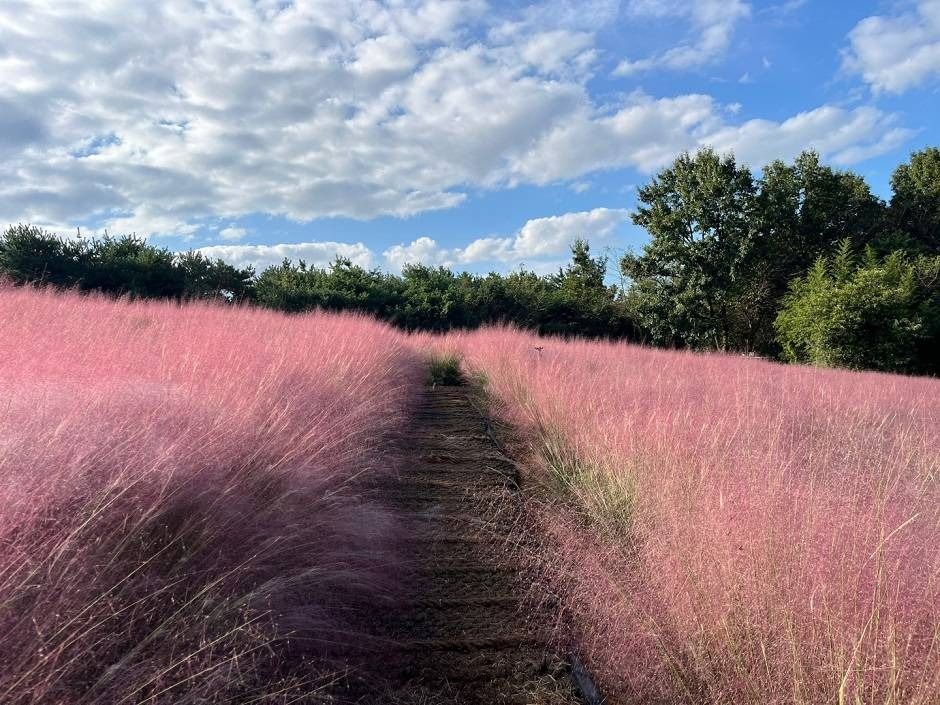 2025 고창 핑크뮬리 축제 🌸 기간·위치·교통·입장료