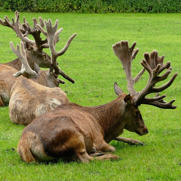 경옥고 가격 효능 사진 14