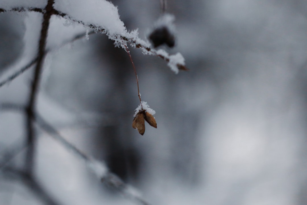 Season