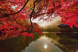 내장산 단풍 절정시기 