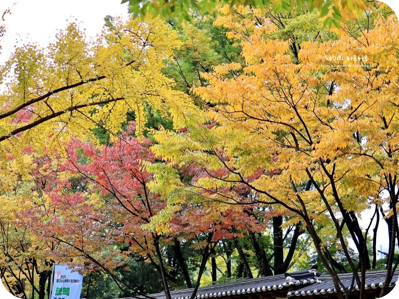덕수궁 단풍