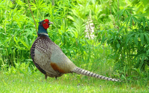 풀숲에 꿩이 서 있다. 몸은 갈색, 목은 청색, 얼굴을 붉은색이다.