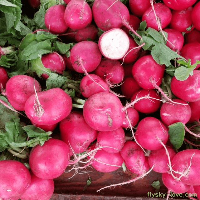 래디쉬 먹는 방법