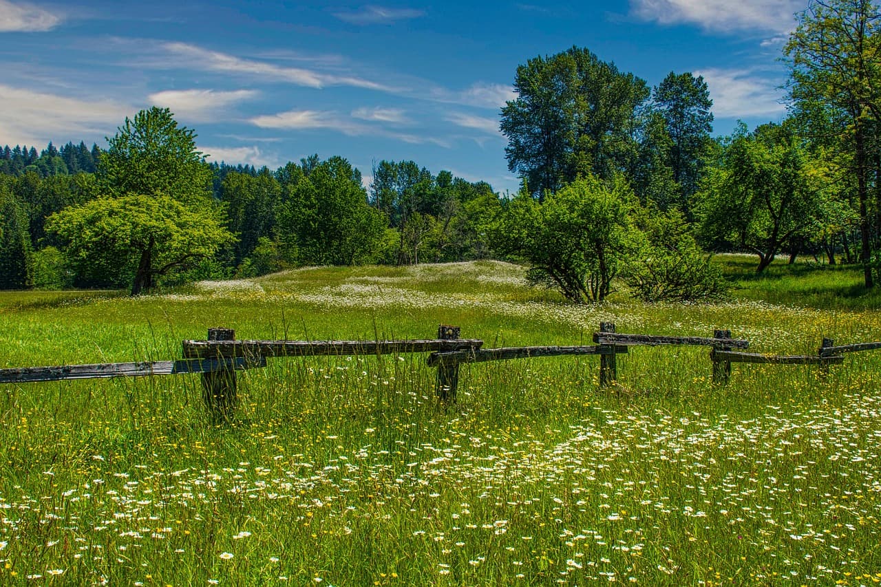 미나리의 맛, 효능, 그리고 영양성분