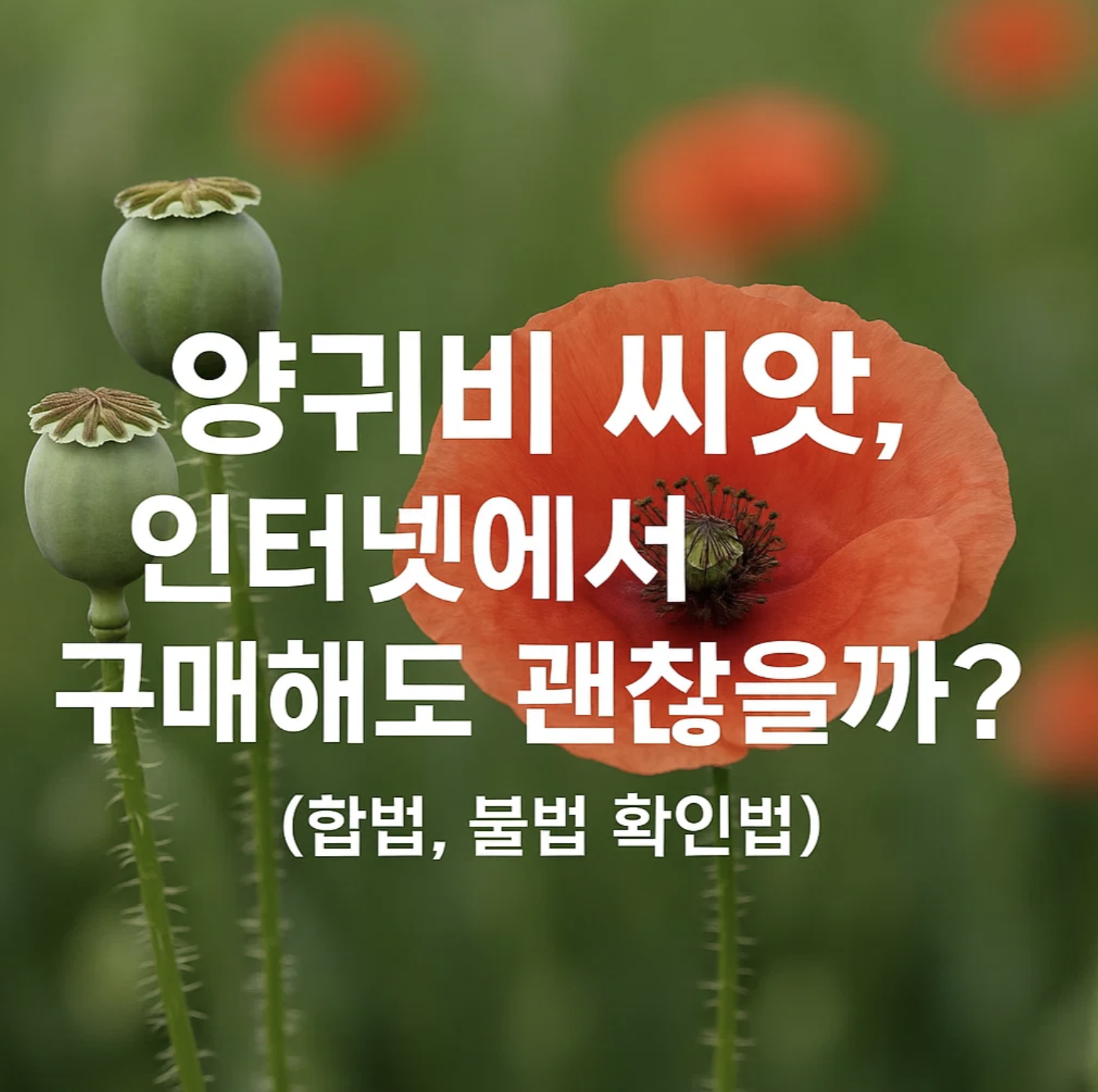 양귀비 씨앗, 인터넷에서 구매해도 괜찮을까? (합법, 불법 확인법)