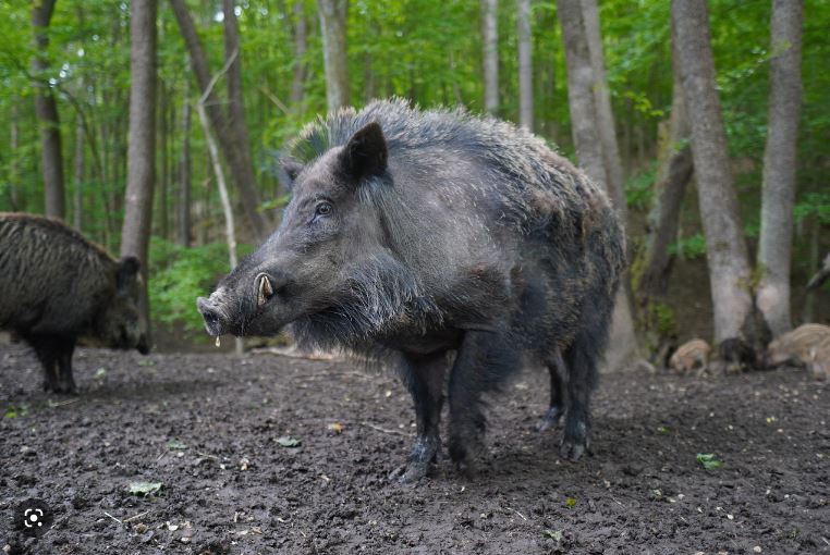 유해조수의 대표 멧돼지