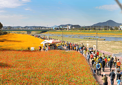장성 황룡강 가을꽃축제 노란 코스모스와 붉은 백일홍이 이어진 꽃길을 따라 걷는 사람들의 모습