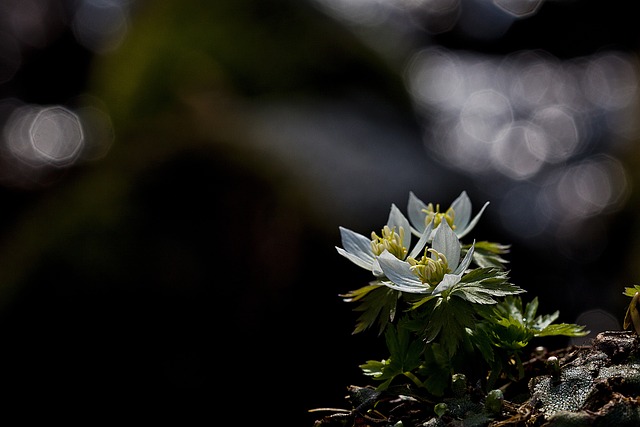 청태산에 피어 있는 모데미풀 꽃