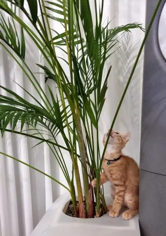 고양이에게 안전한 식물_12