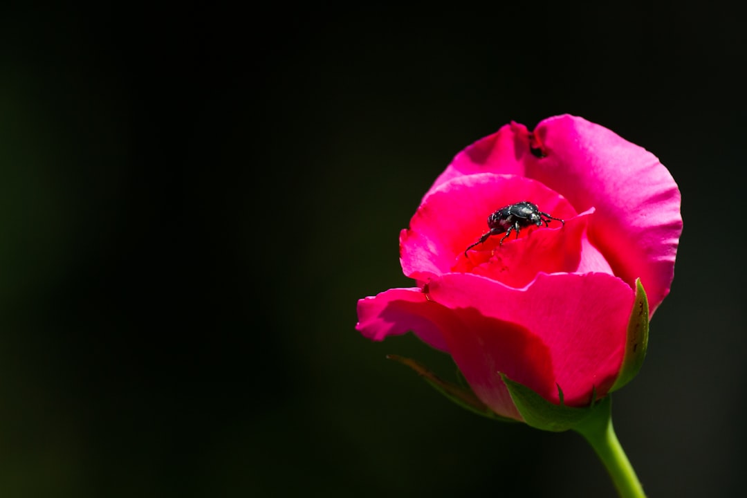 Lovebug