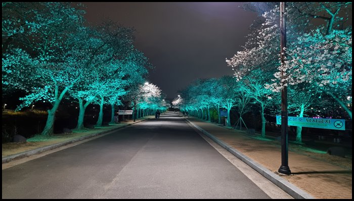 경주-벚꽃-보문호수-스타벅스-부근