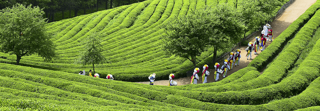 보성 다향대축제