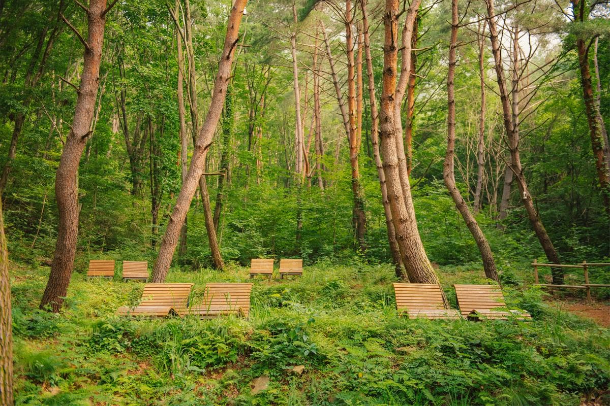합천 여행❘해인사 벚꽃부터 황매산 5월 철쭉 축제까지