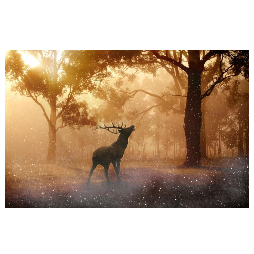 녹용 효능과 관련된 사진입니다.