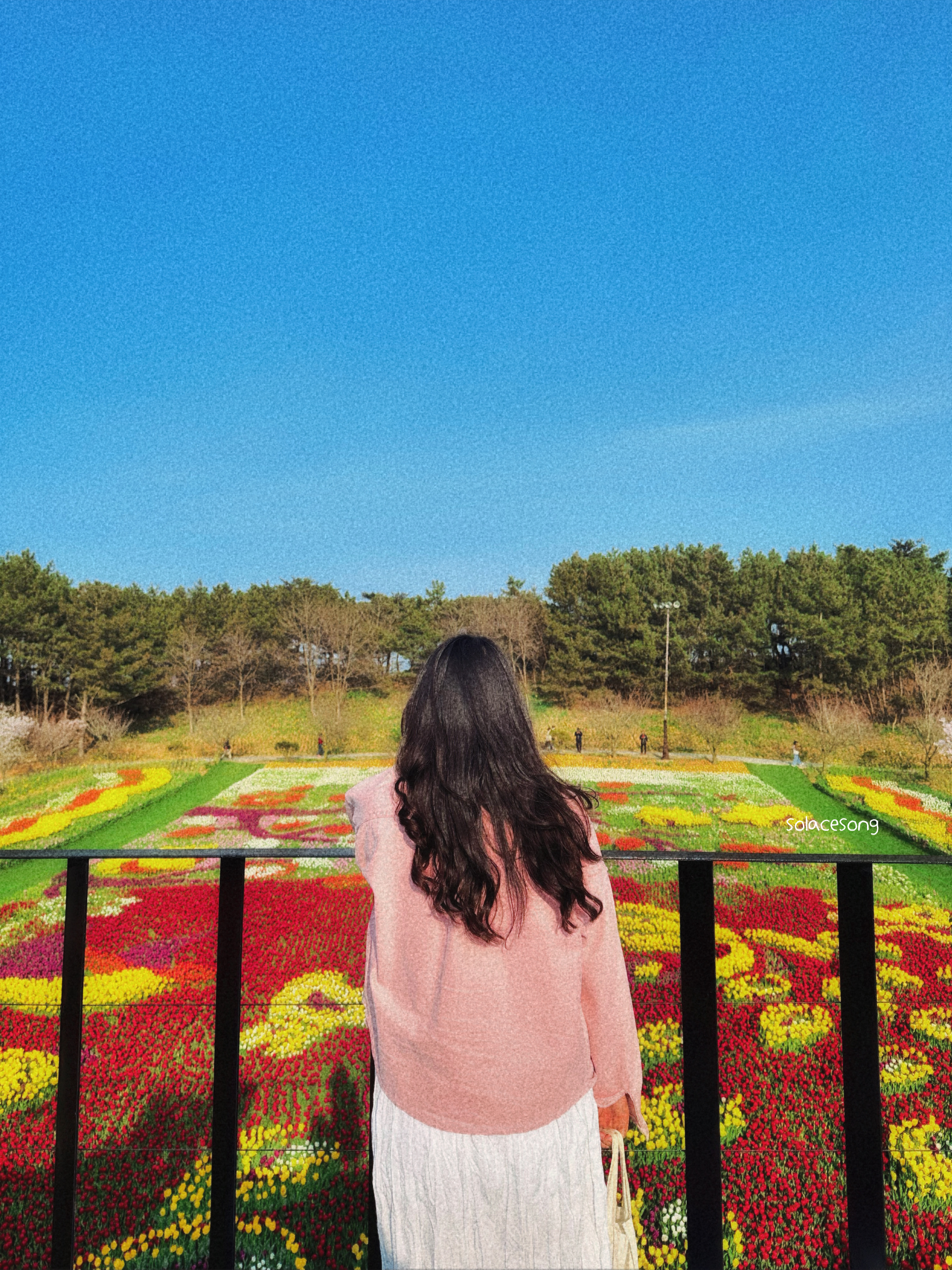 태안 튤립 축제 사진 입니다5