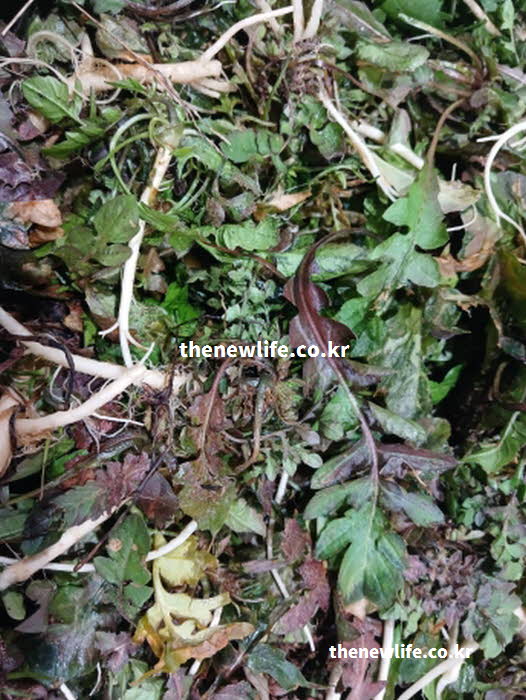 냉이 효능의 피로 해소에 도움이 되는 콜린 성분이 풍부한 냉이 실사진