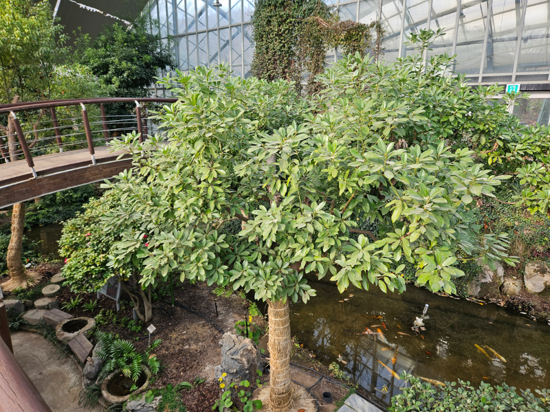 후박나무 수형1