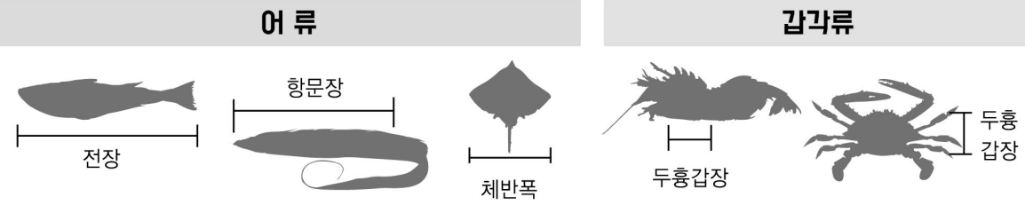어류 갑각류 금지체장 측정방법