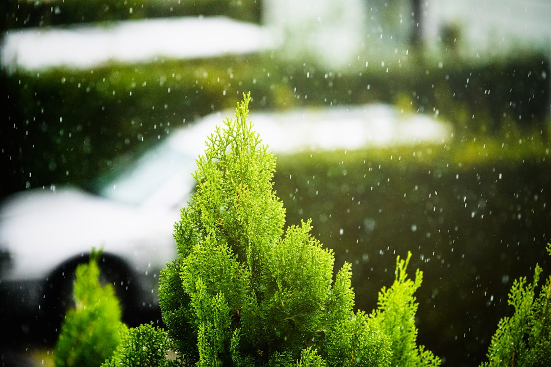 Rainy