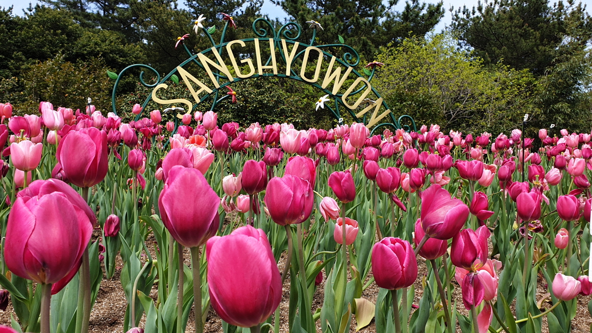 4월 봄 제주 가볼만한곳 명소 TOP 05 데이트 주말 나들이 추천