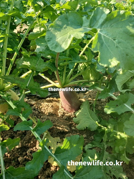 햇빛을 받아 자라는 자색무 실사 이미지로, 자색무의 안토시아닌과 수분 함량이 높게 유지되는 모습을 보여줌