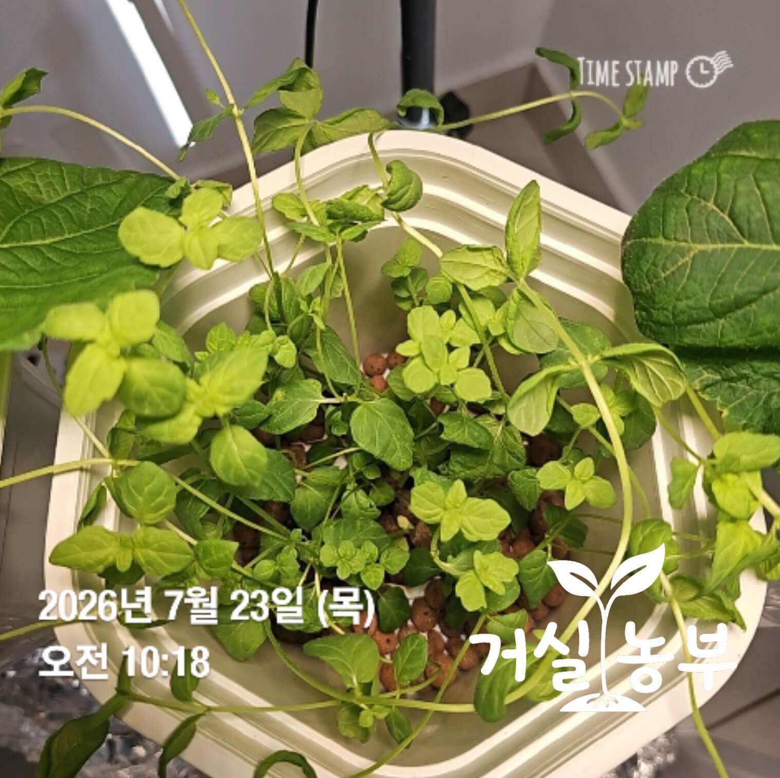 순지르기와 삽목을 반복해 풍성하게 번식한 수경재배 페퍼민트