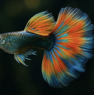 롱핀 지느러미 관리&amp;#44; 뜯김과 녹음병 예방법