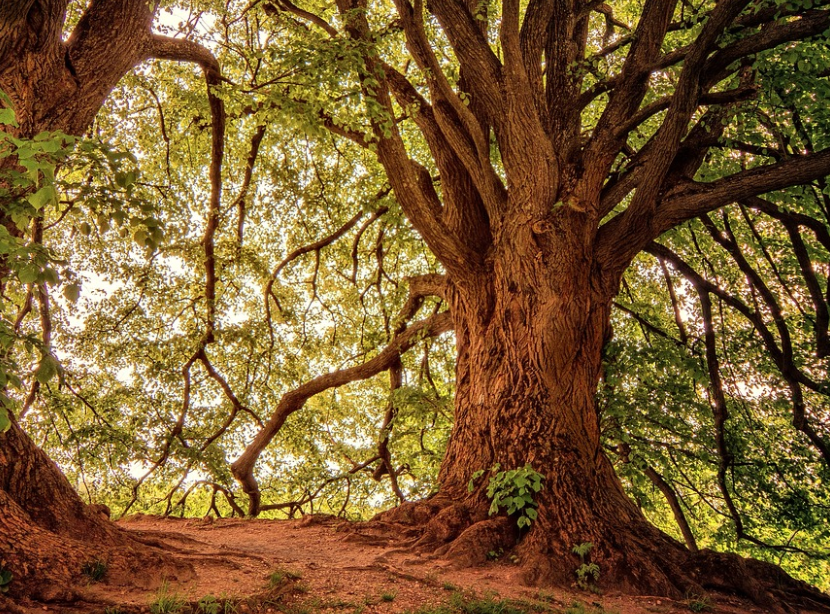 숲속에 나무가 아름답게 있다