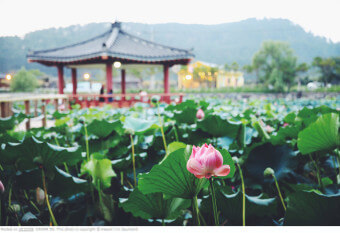 2023년 8월 축제 안내및 기간, 정보