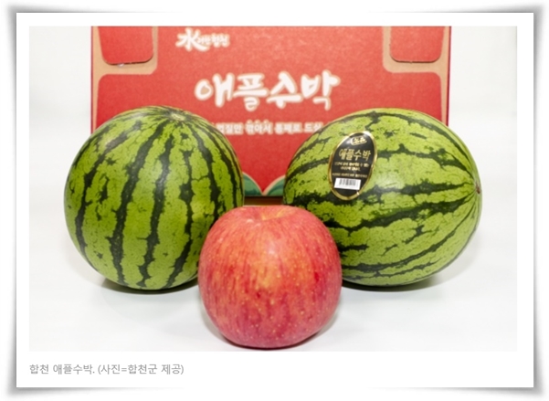 작지만 수박보다 달콤한 애플 수박 키우기! 아파트나 작은 정원에서도 가능해요.