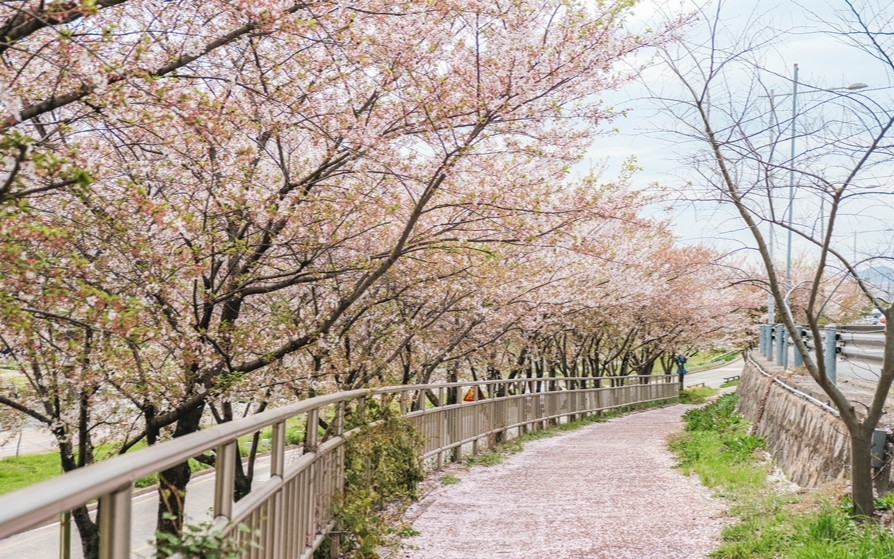 벚꽃 개화시기 2023