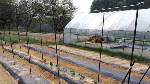 호랑이콩-그물망-오이망-설치방법