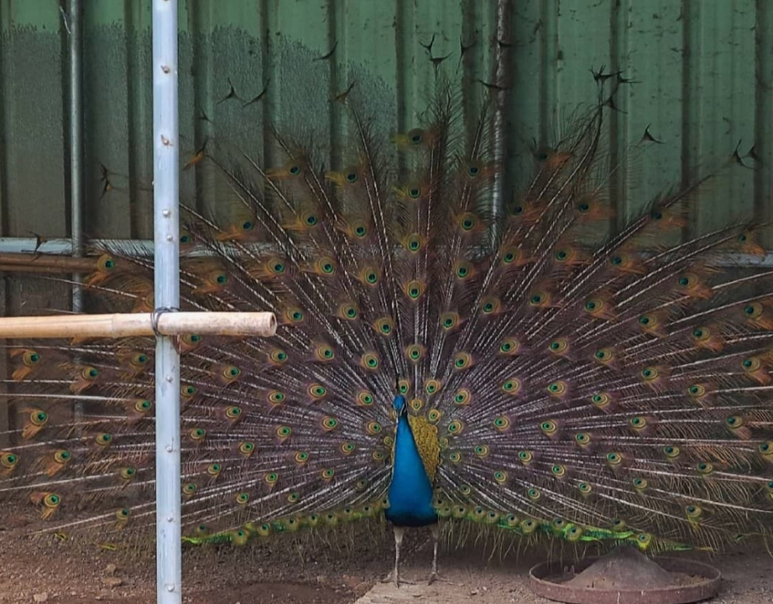 [봄 축제]전남 장흥 하늘빛수목정원 200% 즐기기｜튤립축제부터 동물농장, 체험까지!
