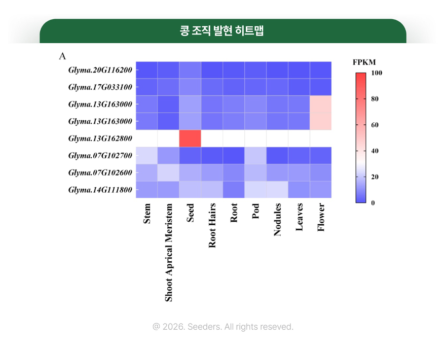 콩 조직 발현 히트맵
