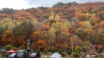 평창 가볼만한곳 베스트10 대관령 양떼목장 허브나라 드라이브_13