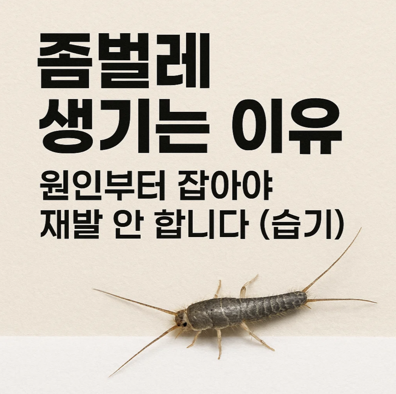 좀벌레 생기는 이유, 원인부터 잡아야 재발 안 합니다 (습기)