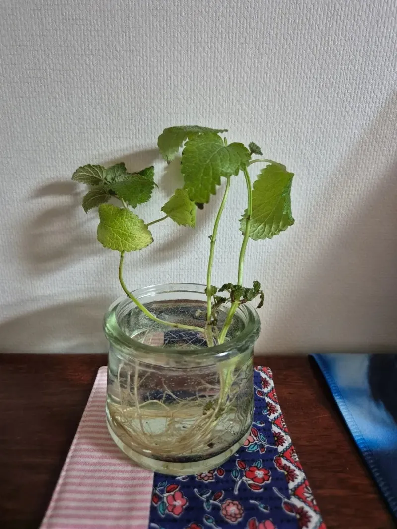 레몬밤 재배 반그늘 배치 화분 재배 잎 차로 활용_6