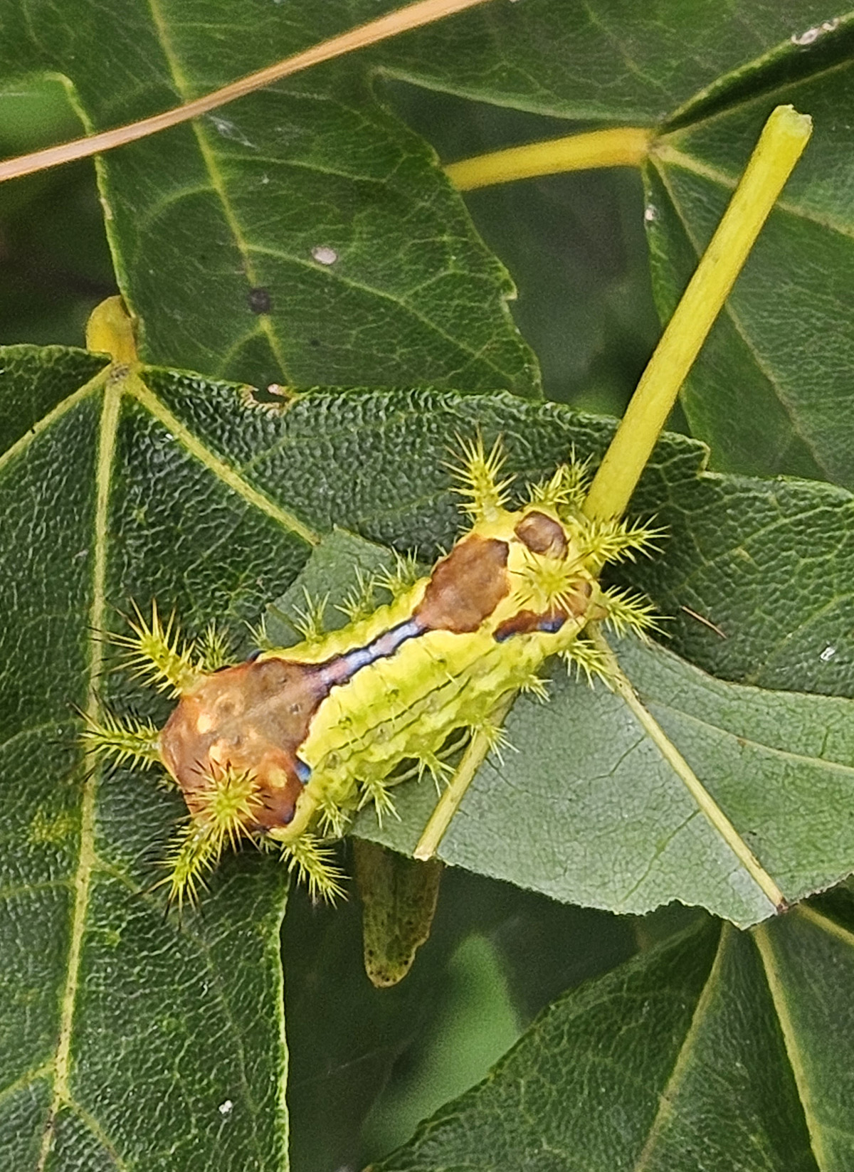 노랑쐐기나방 유충1