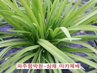 삼채 재배 모종 활착 통풍 확보 잎 수확 반복_8