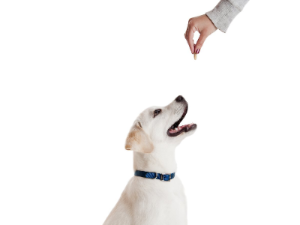 주인에게 간식을 받아먹으려고 기다리는 강아지 사진