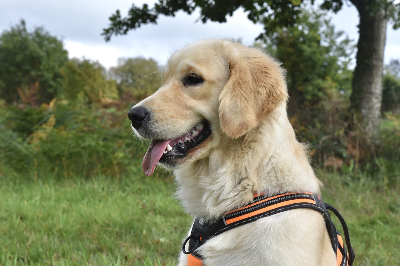 반려동물관련주대장주_강아지